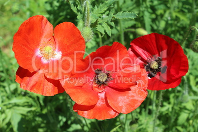 beautiful flowers of red poppy