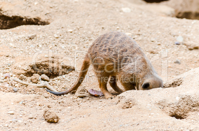 Erdmännchen beim graben