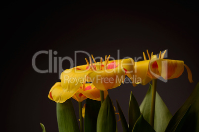 Yellow tulips