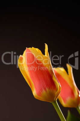 Beautiful tulips