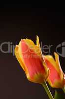 Beautiful tulips