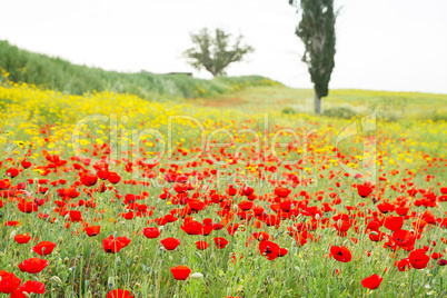 Wild red poppy and white daisy flowers .