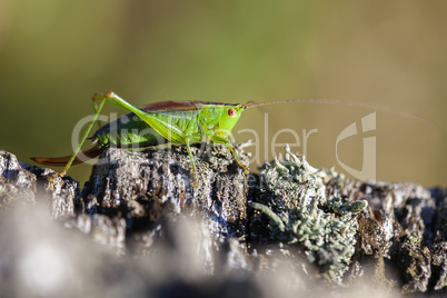 Kurzflügelige Schwertschrecke - Conocephalus dorsalis