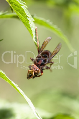 Hornisse - Vespa crabro