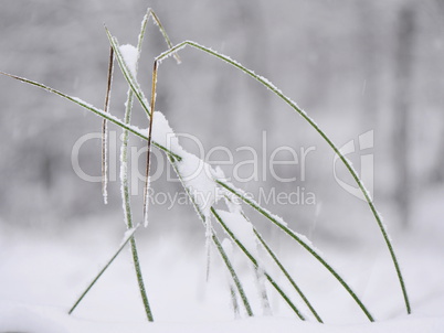 Binsengras im Schnee