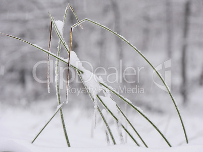 Binsengras im Schnee