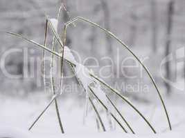 Binsengras im Schnee