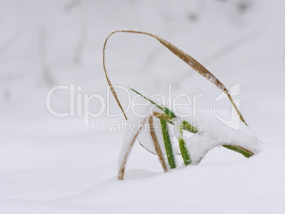 Grashalme im Schnee