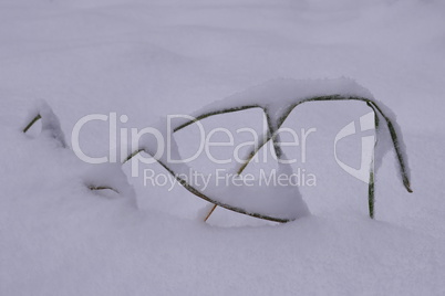 Grashalme im Schnee