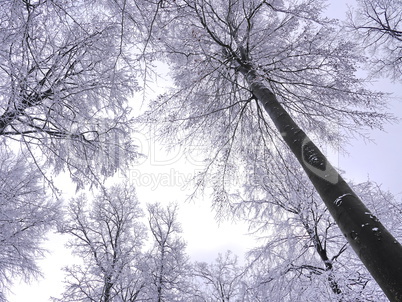 Winter im Naturpark Spessart