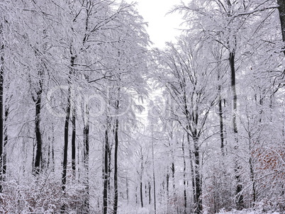 Winter im Naturpark Spessart Winter im Naturpark Spessart