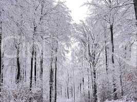 Winter im Naturpark Spessart