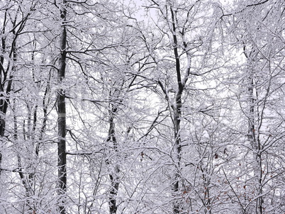 Winter im Naturpark Spessart