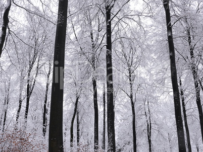 Winter im Naturpark Spessart