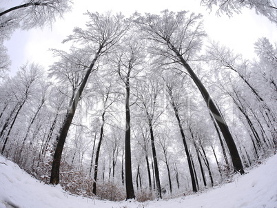 Winter im Naturpark Spessart