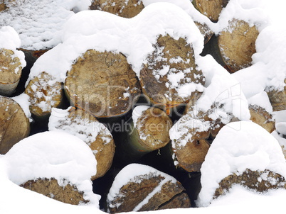 Buchenholz im Wald