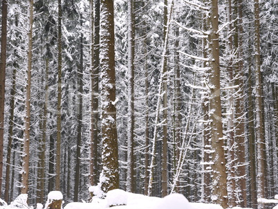 Fichtenmonokultur im Spessart