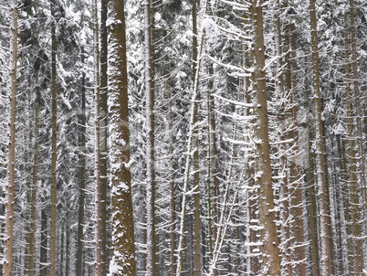 Fichtenmonokultur im Spessart