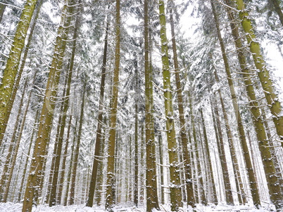 Fichtenmonokultur im Spessart