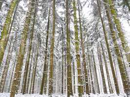 Fichtenmonokultur im Spessart