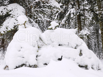 Junge Fichte im Schnee