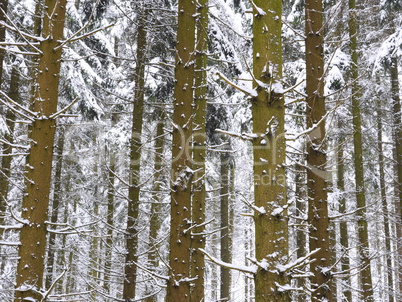 Fichtenmonokultur im Spessart Fichtenmonokultur im Spessart