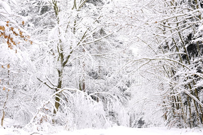 Winterwald im Spessart