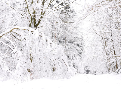 Winterwald im Spessart