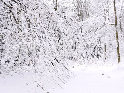 Winterwald im Spessart