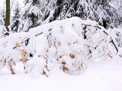 Junge Buchen schneebedeckt