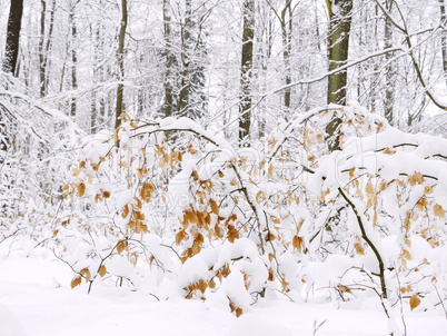 Junge Buchen schneebedeckt