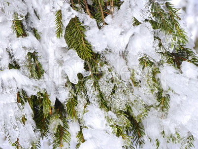 Schnee und Rauhreif auf Nadelbaum