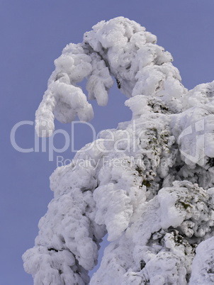 Schnee und Rauhreif auf Nadelbaum