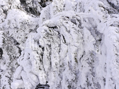 Schnee und Rauhreif auf Nadelbaum