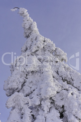 Schnee und Rauhreif auf Nadelbaum