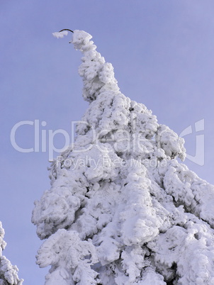 Schnee und Rauhreif auf Nadelbaum