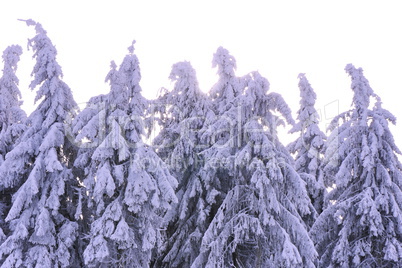 Schnee und Rauhreif auf Nadelbaum