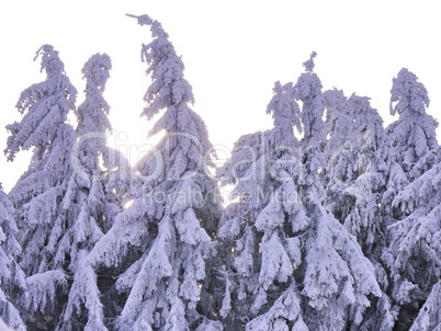 Schnee und Rauhreif auf Nadelbaum