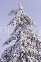 Schnee und Rauhreif auf Nadelbaum