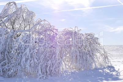 Winterimpression-Raureif