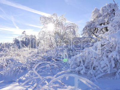 Winterimpression-Raureif