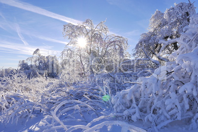 Winterimpression-Raureif