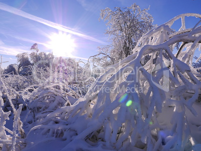 Winterimpression-Raureif