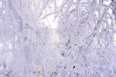 Winterimpression-Raureif