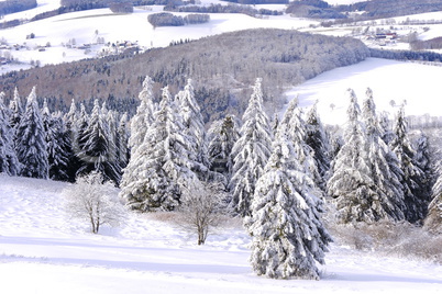 Schnee und Rauhreif auf Nadelbaum