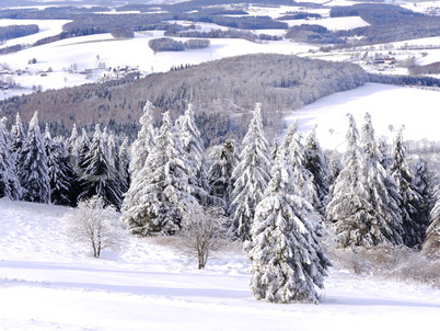 Schnee und Rauhreif auf Nadelbaum