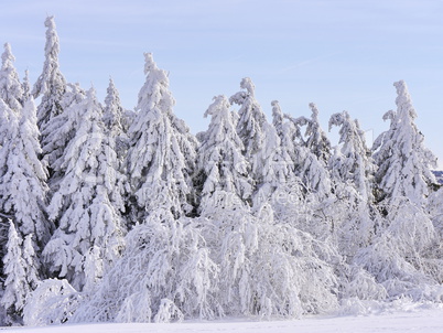 Schnee und Rauhreif auf Nadelbaum