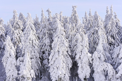 Schnee und Rauhreif auf Nadelbaum