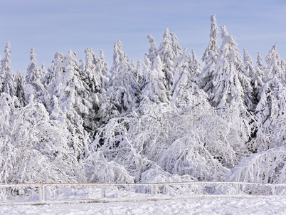 Schnee und Rauhreif auf Nadelbaum