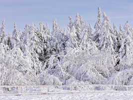 Schnee und Rauhreif auf Nadelbaum